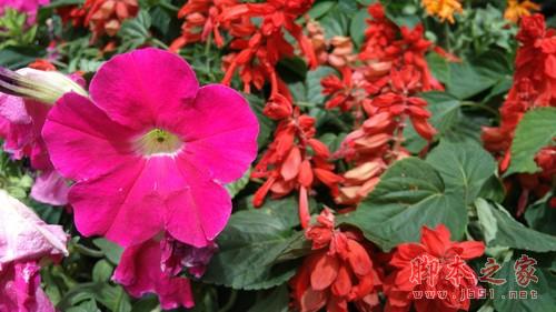 1600万像素摄像头样片解析_努比亚Z9第2张图