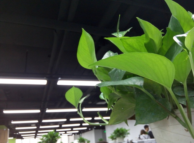 800元以下王者之争 荣耀畅玩4C对比魅蓝 