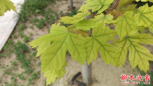 600块钱差在哪儿？ HTC M9对比HTC M9+ 