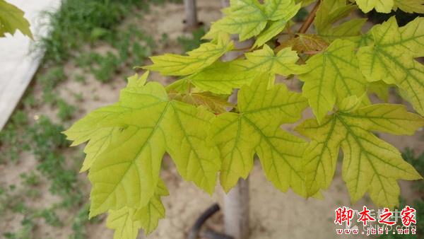 600块钱差在哪儿？ HTC M9对比HTC M9+ 