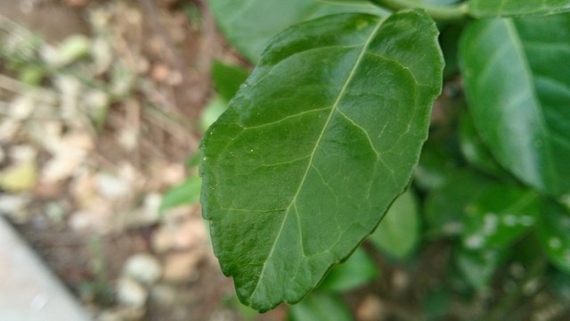 酷派锋尚Pro评测：不仅仅只是指纹识别 