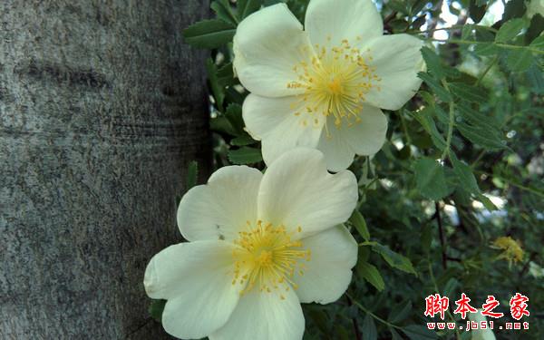 699元多彩配色自拍美机 中兴小鲜2评测