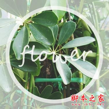 用OPPO N3去记录：有关花与少女的情节 