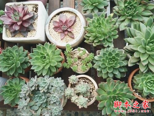 用OPPO N3去记录：有关花与少女的情节 