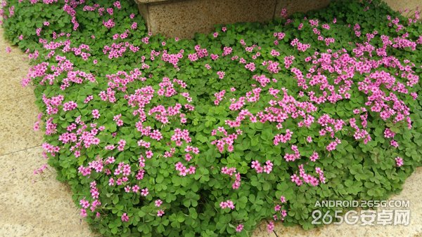 努比亚Z9 mini全面评测