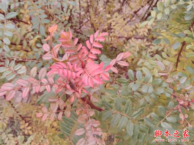 华硕飞马8平板值得买吗?华硕飞马8平板电脑全面深度评测图解