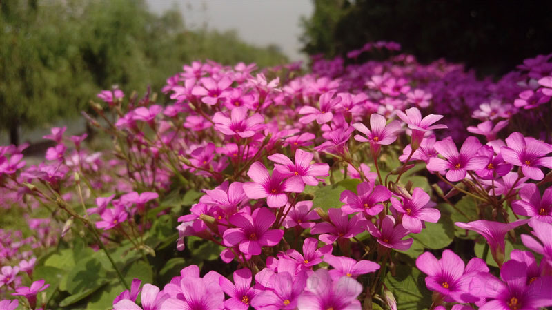 5.5寸2K看片神器!HTC One E9+评测