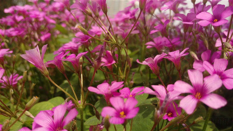 5.5寸2K看片神器!HTC One E9+评测