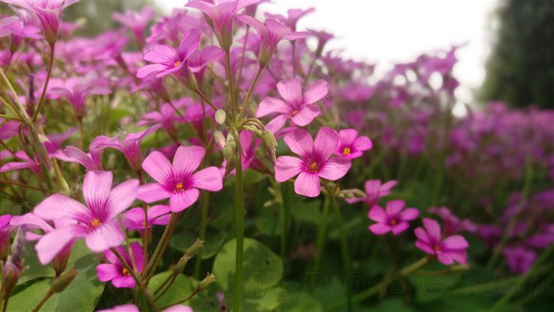 5.5寸2K看片神器!HTC One E9+评测