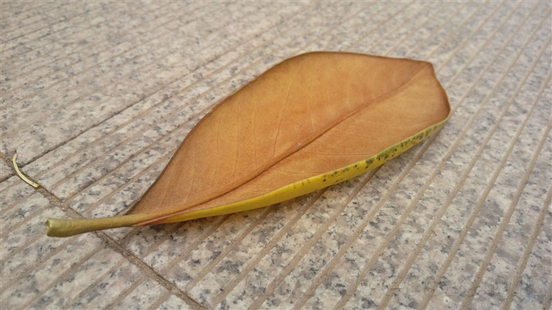 5.5寸2K看片神器!HTC One E9+评测