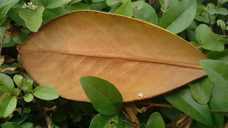 5.5寸2K看片神器!HTC One E9+评测