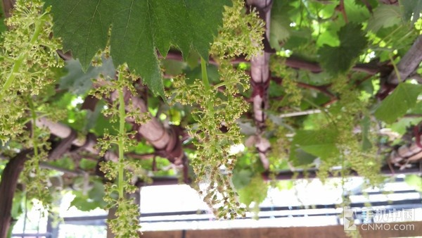 手机与卡片机结合体 联想VIBE Shot评测 