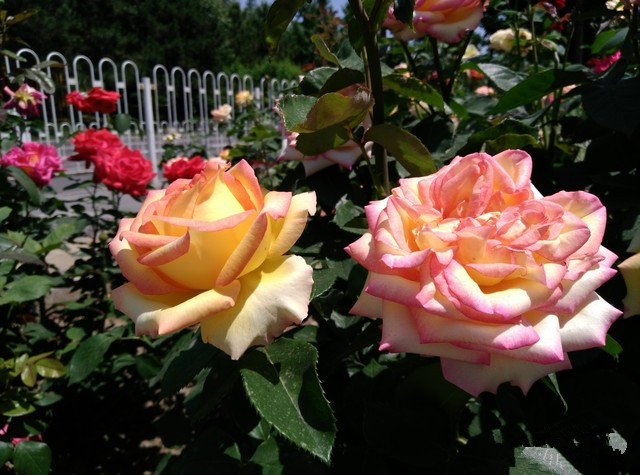 内外兼修才是最好女人机 朵唯倾城L3评测 