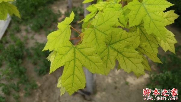 F1.8超大光圈新旗舰 LG G4行货版评测