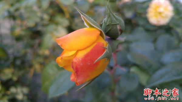 F1.8超大光圈新旗舰 LG G4行货版评测