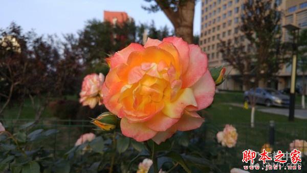 F1.8超大光圈新旗舰 LG G4行货版评测