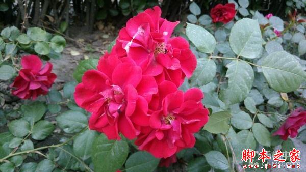 骁龙615芯/眼纹识别 TCL么么哒3S评测 