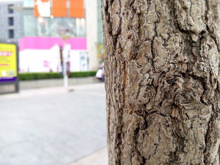 魅族mx4和小米4拍照样张对比