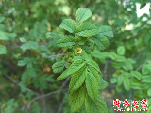 飞利浦杰智I999评测：长续航拍照强机 