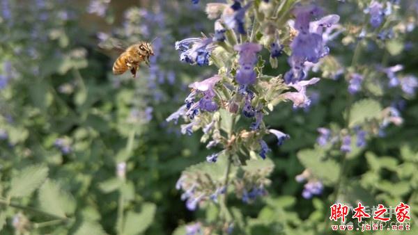 16MP像素F1.8光圈镜头 LG G4拍照体验 