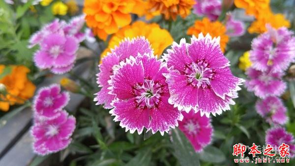 16MP像素F1.8光圈镜头 LG G4拍照体验 