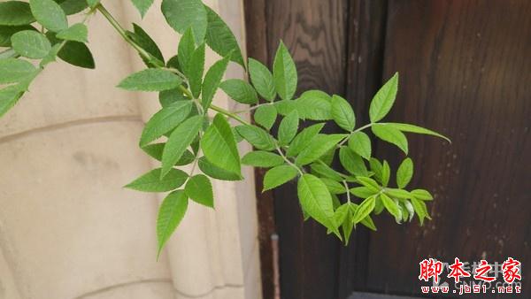 16MP像素F1.8光圈镜头 LG G4拍照体验 