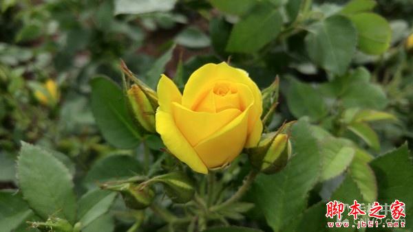 16MP像素F1.8光圈镜头 LG G4拍照体验 