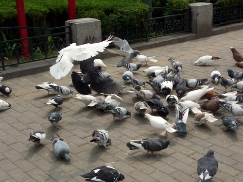 全局闪拍/PI2.0+原画 OPPO R7拍照体验 