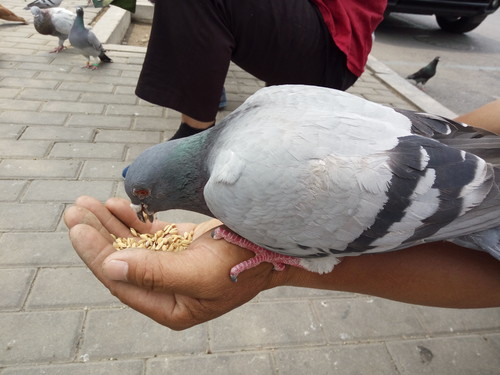 全局闪拍/PI2.0+原画 OPPO R7拍照体验 