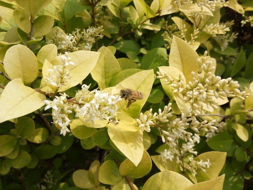 全局闪拍/PI2.0+原画 OPPO R7拍照体验 