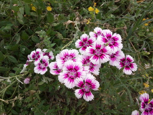 全局闪拍/PI2.0+原画 OPPO R7拍照体验 