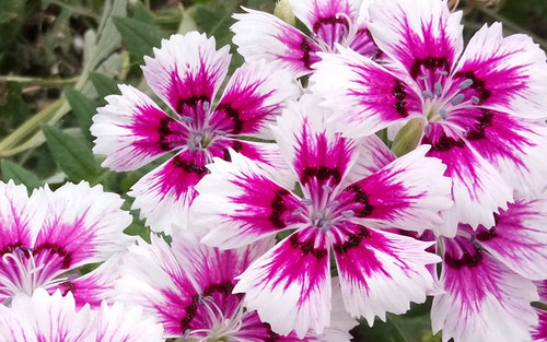 全局闪拍/PI2.0+原画 OPPO R7拍照体验 