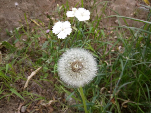 全局闪拍/PI2.0+原画 OPPO R7拍照体验 