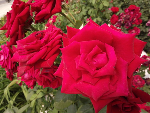 全局闪拍/PI2.0+原画 OPPO R7拍照体验 