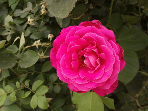 全局闪拍/PI2.0+原画 OPPO R7拍照体验 