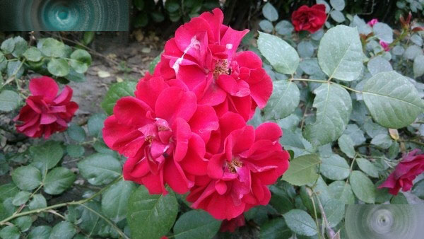 全网4G/眼纹识别 TCL么么哒3S全面评测第33张图