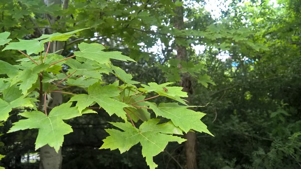 微软Lumia 640 XL评测:还是那个诺基亚 