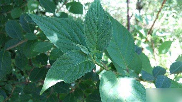 3999元究竟选谁 HTC One M9对比LG G4 