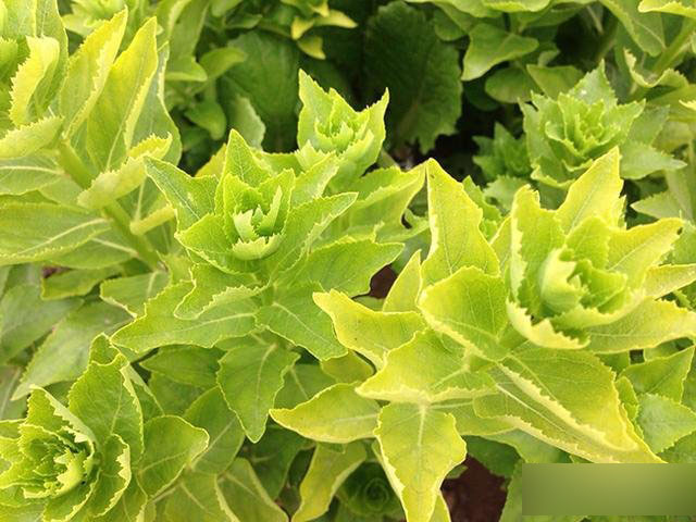 魅蓝Note2使用体验评测