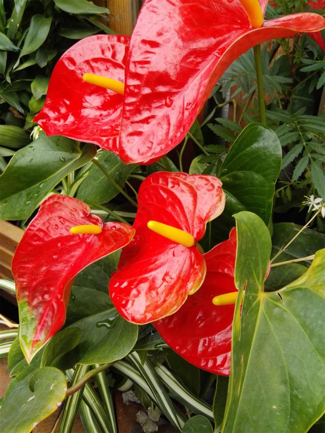 荣耀X2 一部能拍出好照片的平板