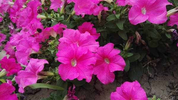 华为P8max评测:不仅仅是大一圈儿的P8第31张图