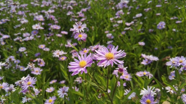 华为P8max评测:不仅仅是大一圈儿的P8第32张图