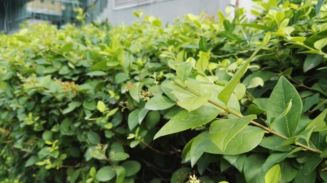 P系列首款6.8英寸巨兽 华为P8max首测 