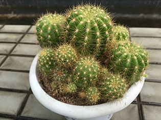 金立E8拍摄对比