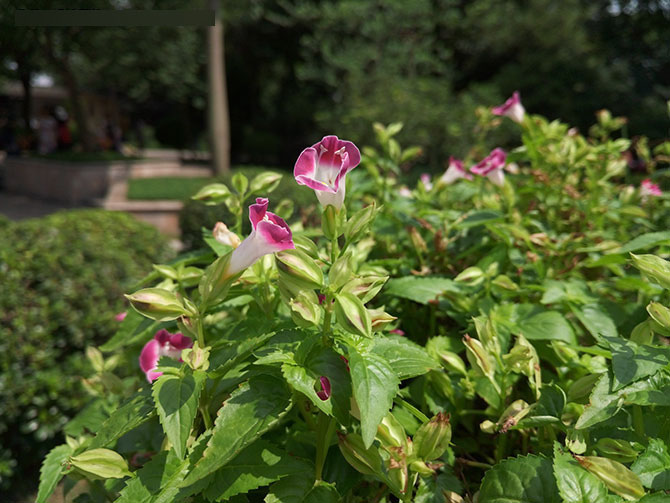 金立E8拍摄对比