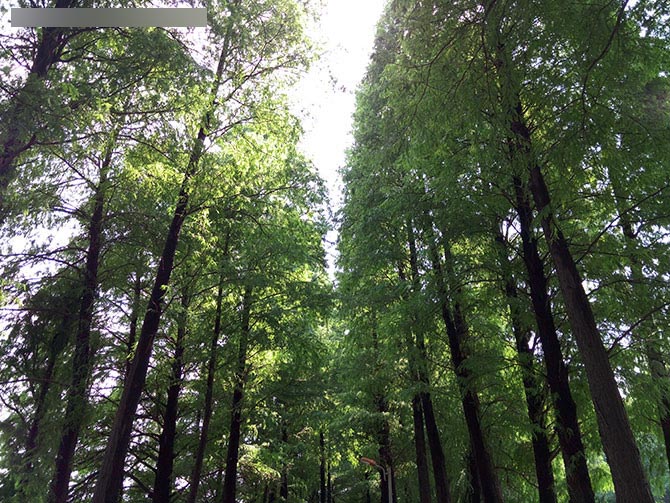 金立E8拍摄对比