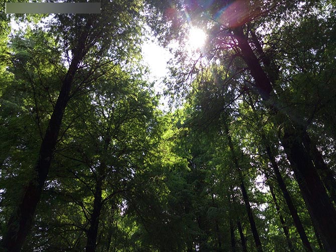 金立E8拍摄对比