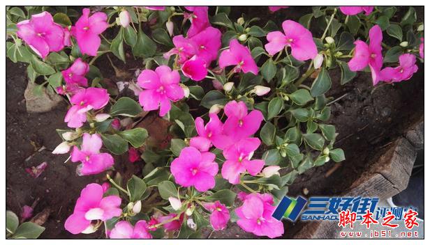 定格精彩 卓然不凡 华为P8手机诚意评测