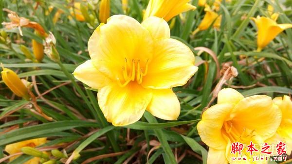 不只是超级续航智能机 金立M5拍照体验 