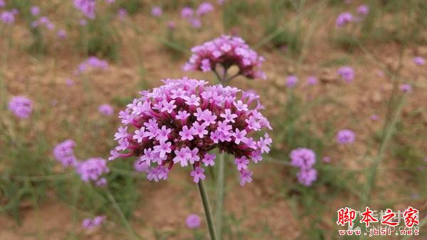 不只是超级续航智能机 金立M5拍照体验 